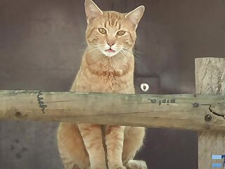 Showing Off In Santiago