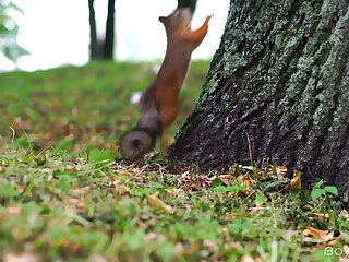 Lovely Boys (Mike Steed, Tony Keit)